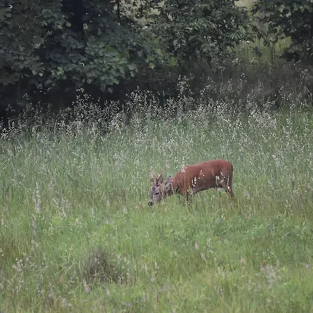 Camping Mobilny W Gorach Sokolich Karpniki