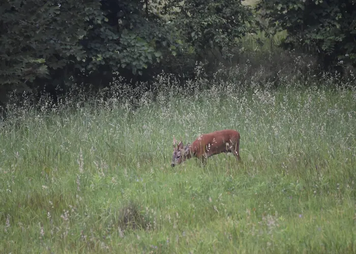Κάμπινγκ Mobilny W Gorach Sokolich Karpniki